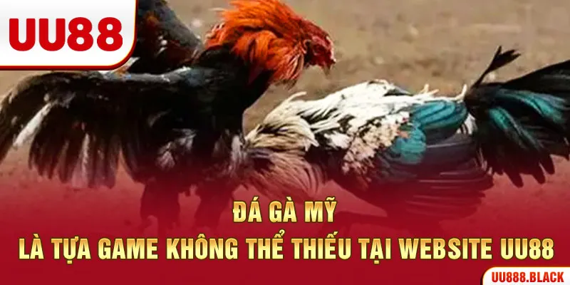 Đá gà Mỹ là tựa game không thể thiếu tại website UU88