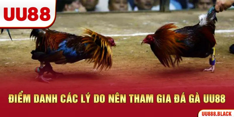 Điểm danh các lý do nên tham gia đá gà UU88